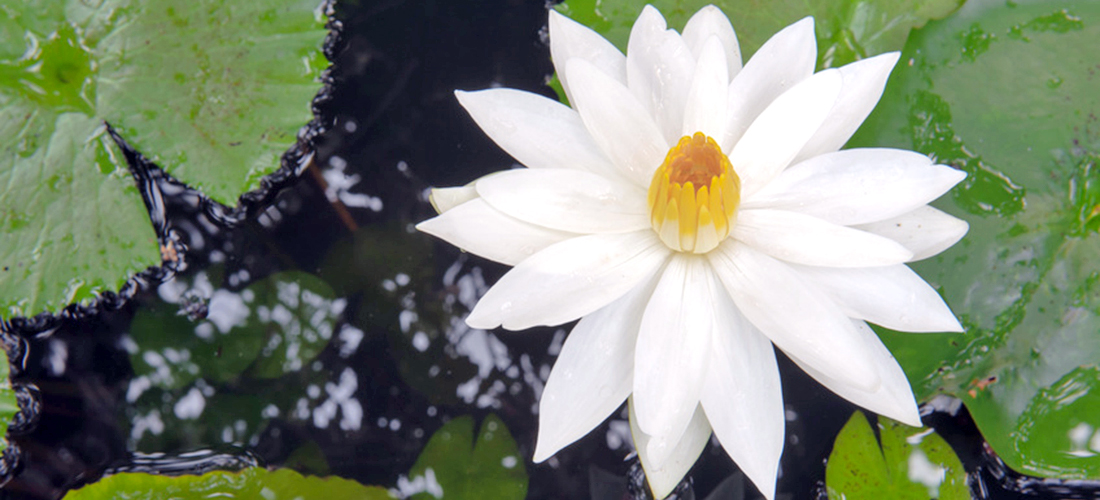 lotus2